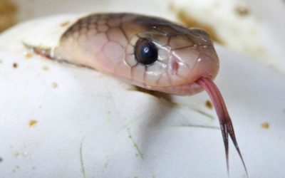 Le bébé cobra est un danger mortel sitôt sorti de l’œuf !