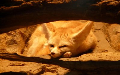 « Le Fennec au bord du terrier »