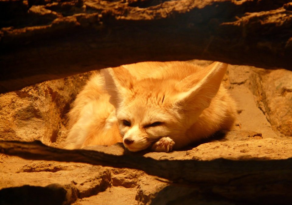 « Le Fennec au bord du terrier »