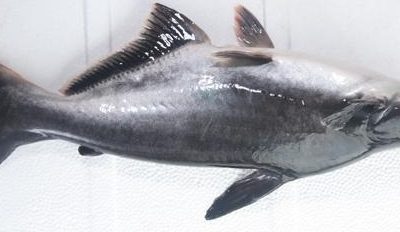 Voici le poisson PANGA : un vrai poison