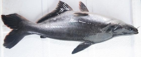 Voici le poisson PANGA : un vrai poison