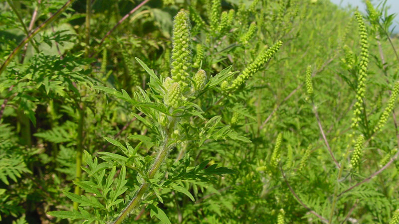 Les plantes envahissantes … envahisseuses, invasives