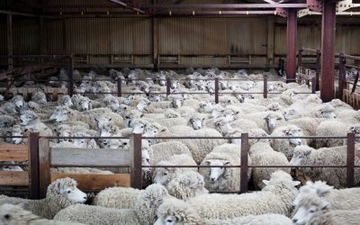 Bientôt, tous les moutons seront dans leur enclos !